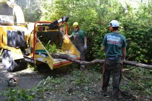 tree services Five Points